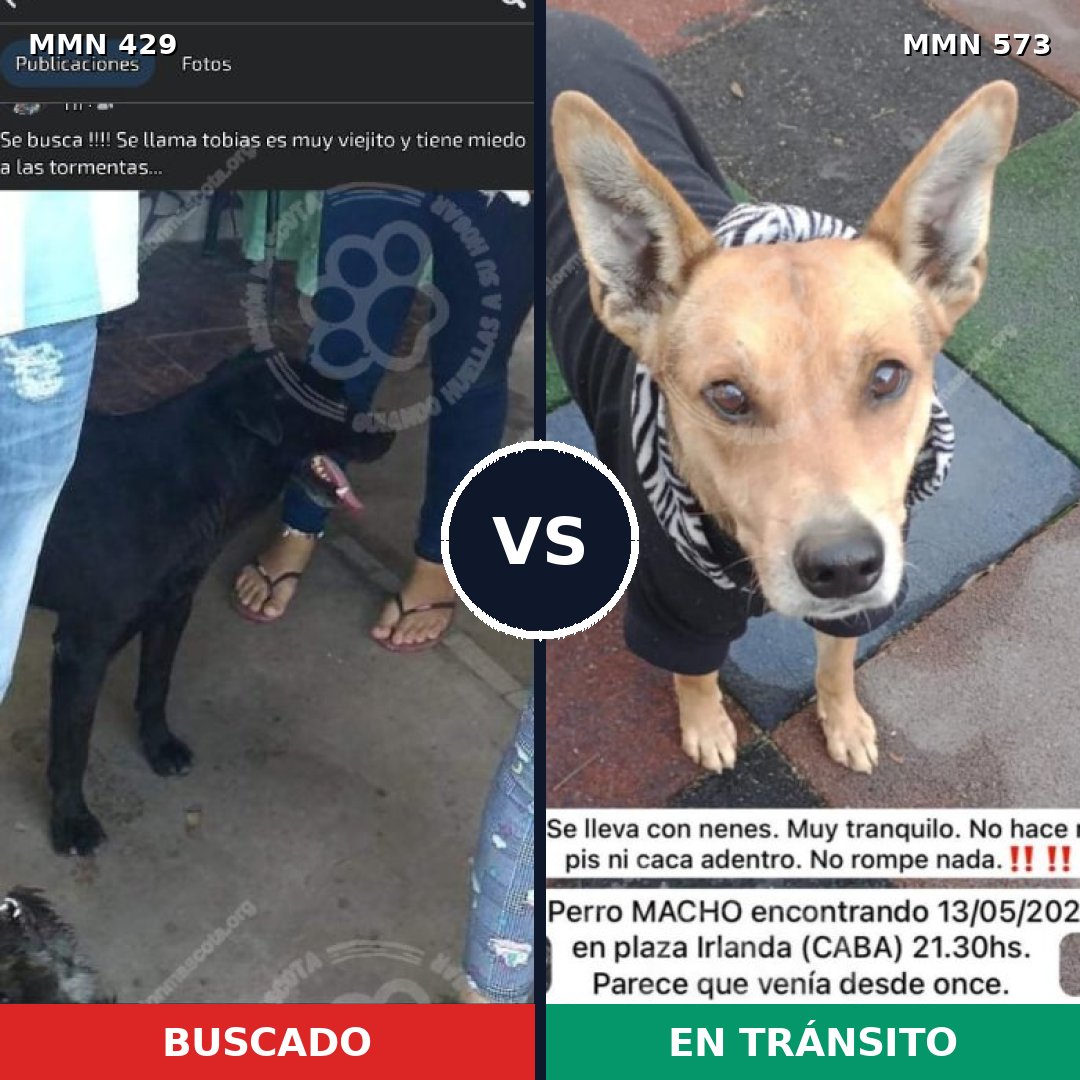 Comparativa MMS 7979: mascota perdida y mascota encontrada, 67% de similitud