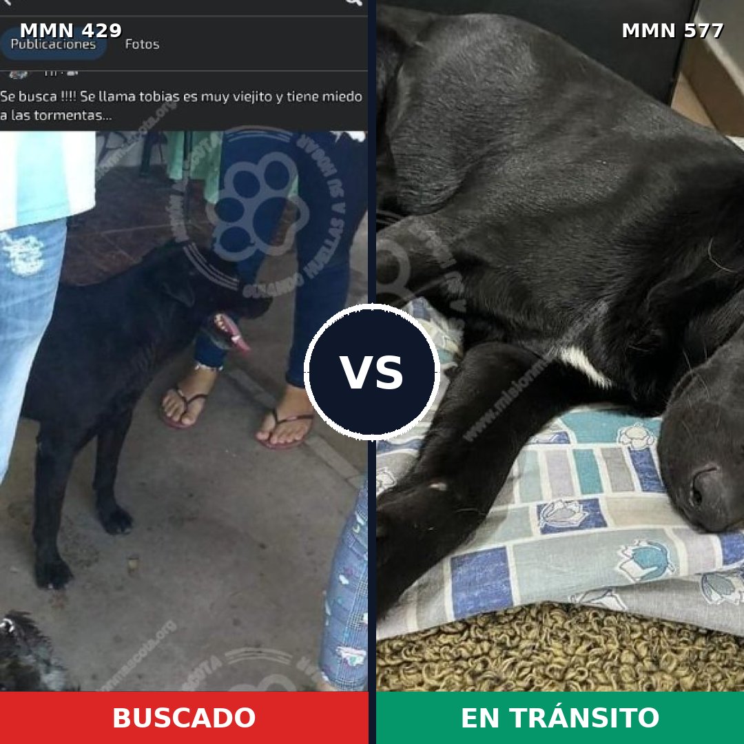 Comparativa MMS 7980: mascota perdida y mascota encontrada, 69% de similitud