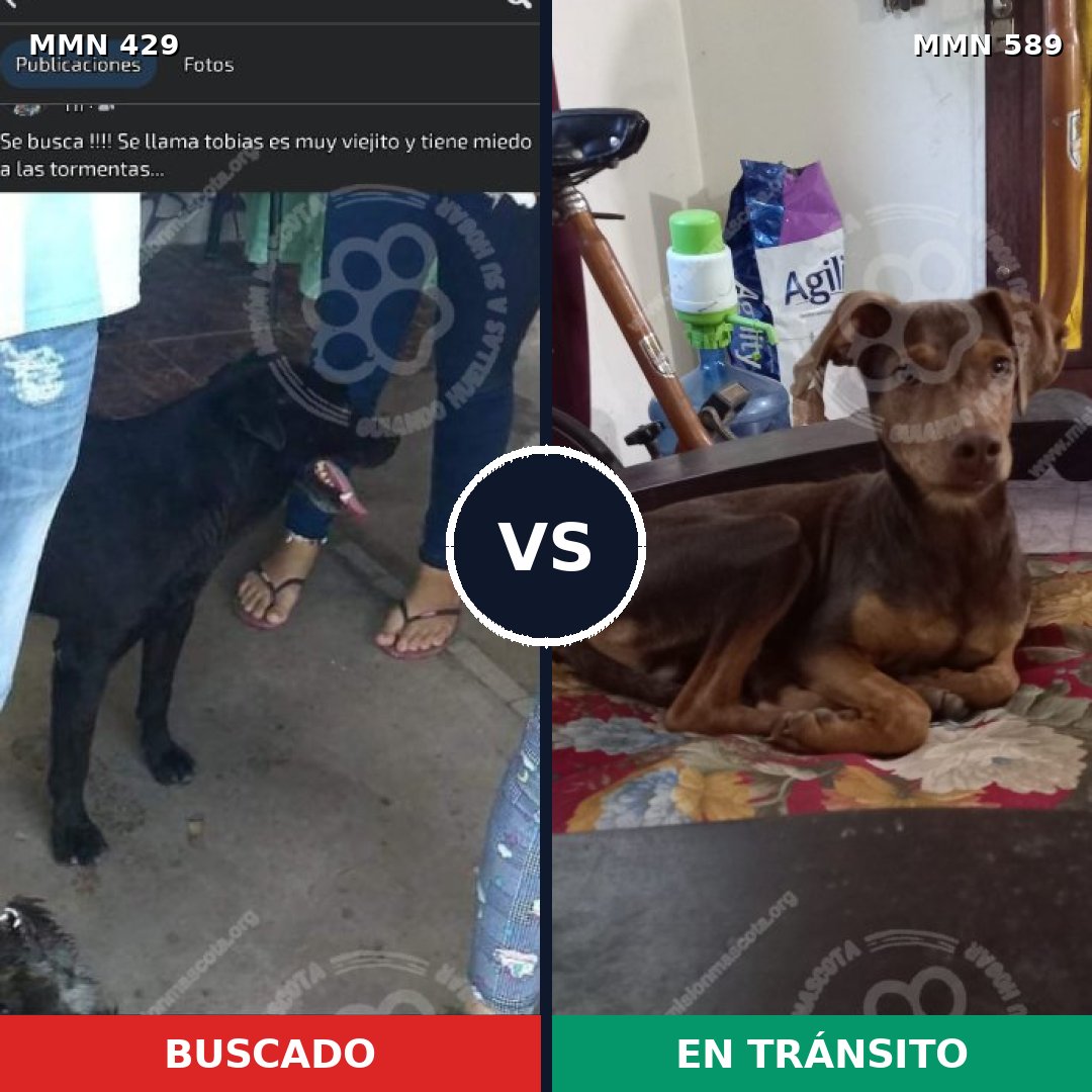 Comparativa MMS 7982: mascota perdida y mascota encontrada, 13% de similitud