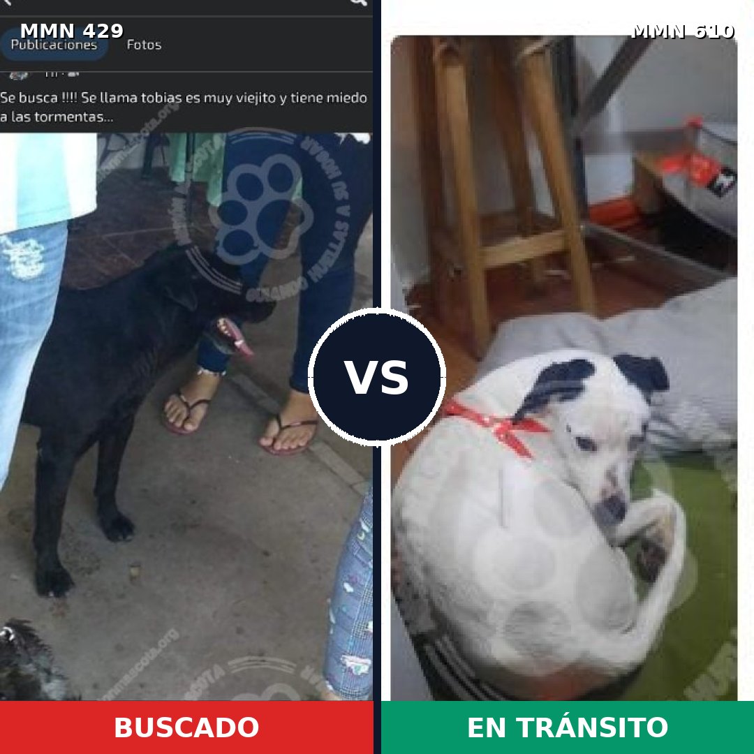 Comparativa MMS 7983: mascota perdida y mascota encontrada, 73% de similitud