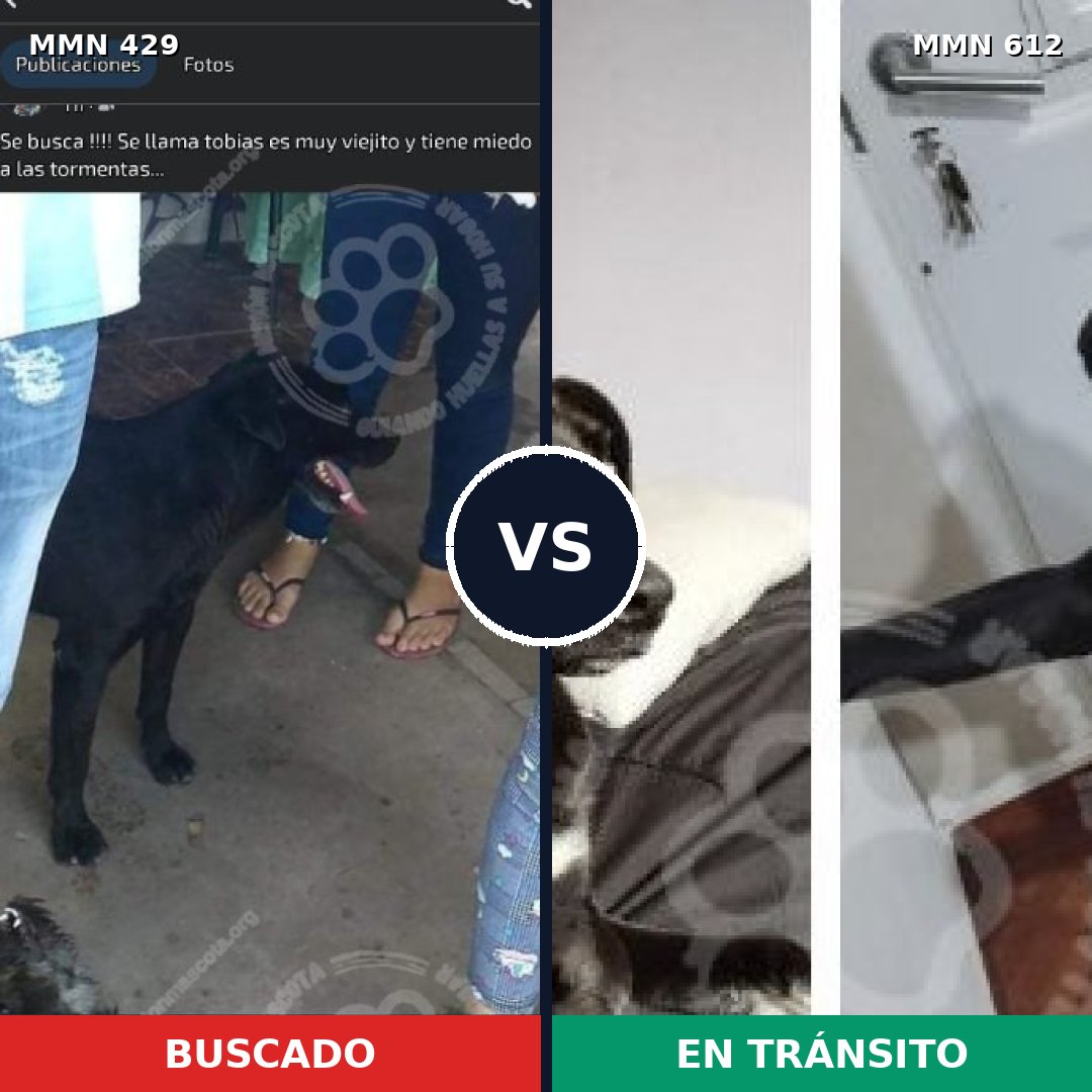 Comparativa MMS 7984: mascota perdida y mascota encontrada, 69% de similitud