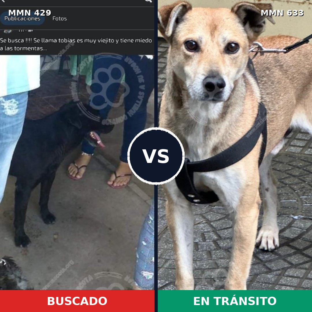 Comparativa MMS 7985: mascota perdida y mascota encontrada, 61% de similitud