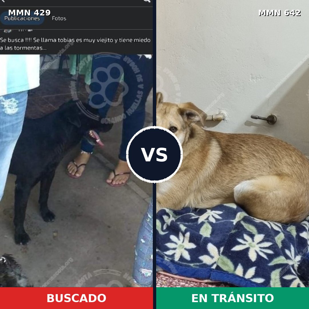 Comparativa MMS 7986: mascota perdida y mascota encontrada, 13% de similitud