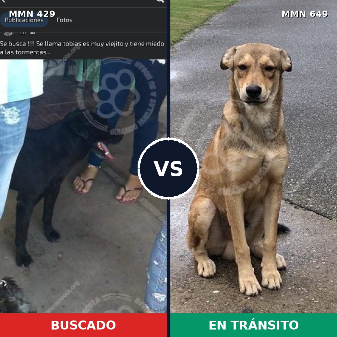 Comparativa MMS 7987: mascota perdida y mascota encontrada, 16% de similitud