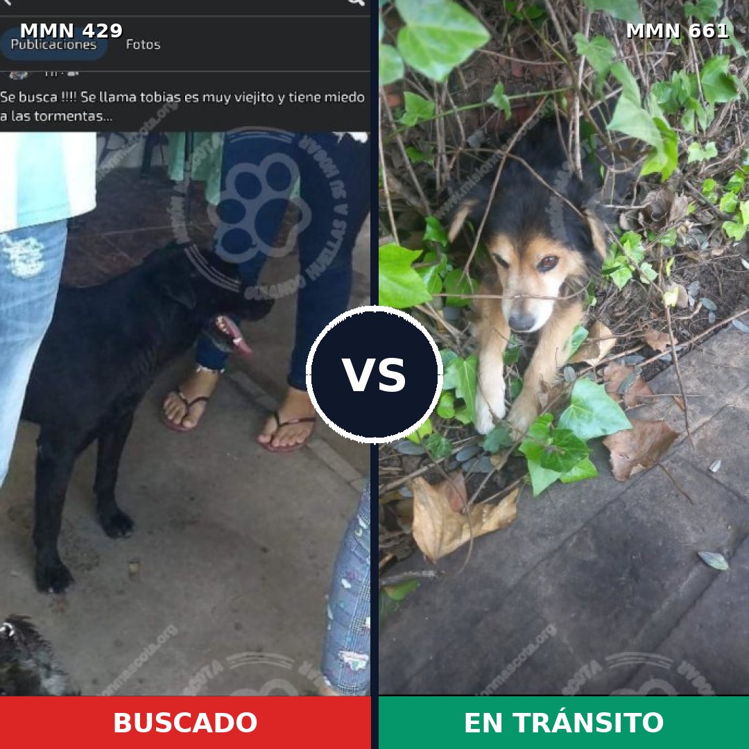 Comparativa MMS 7988: mascota perdida y mascota encontrada, 8% de similitud