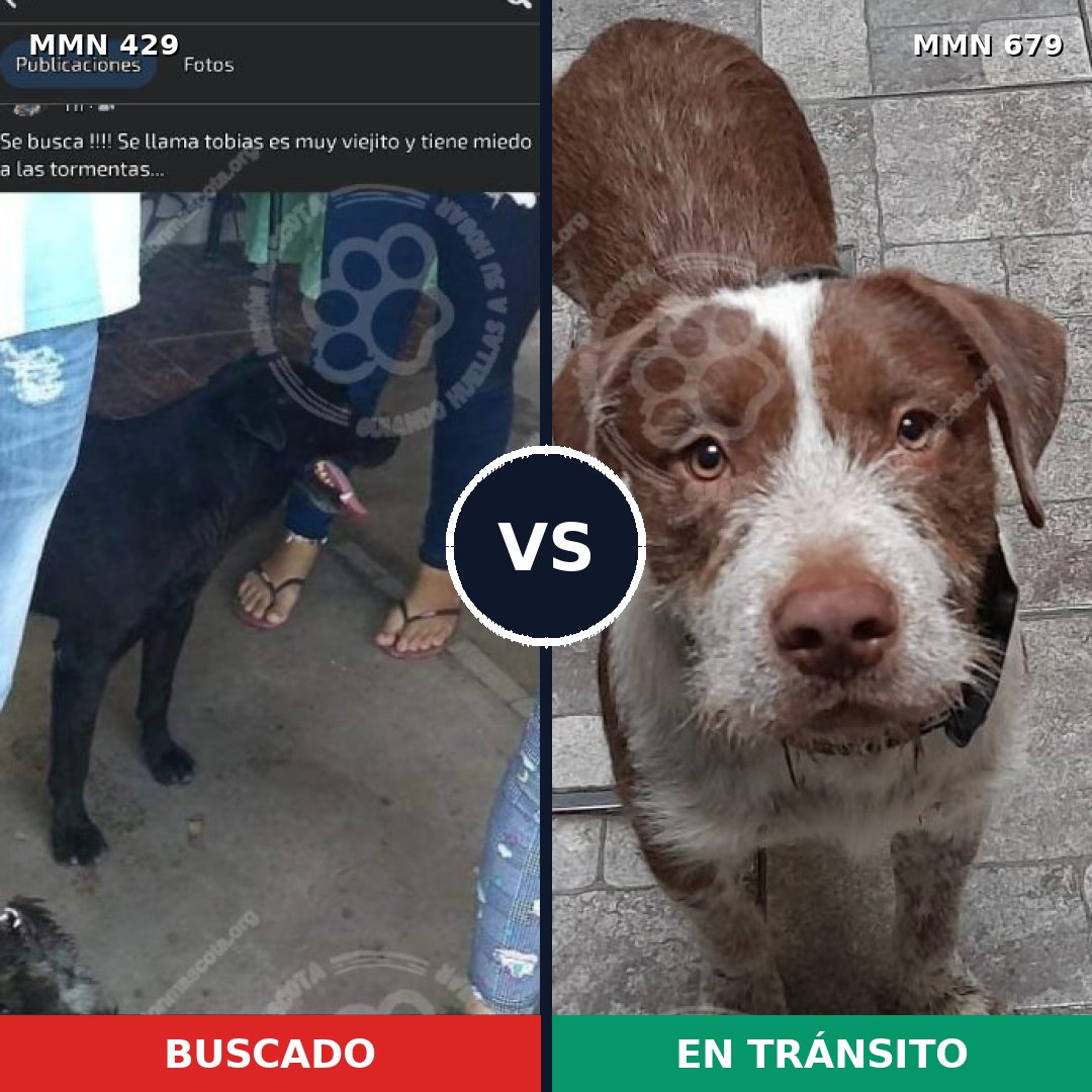 Comparativa MMS 7991: mascota perdida y mascota encontrada, 16% de similitud