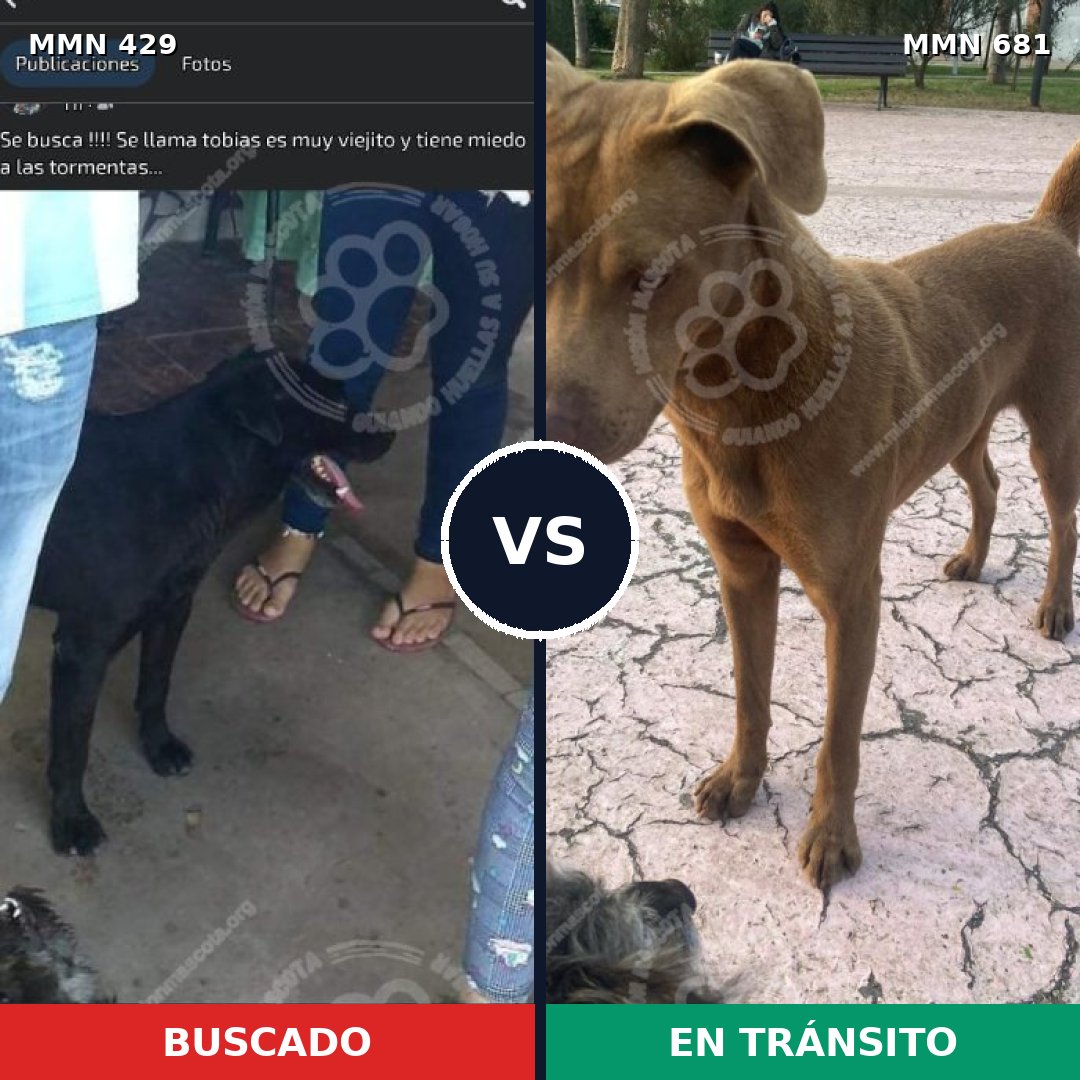 Comparativa MMS 7993: mascota perdida y mascota encontrada, 17% de similitud