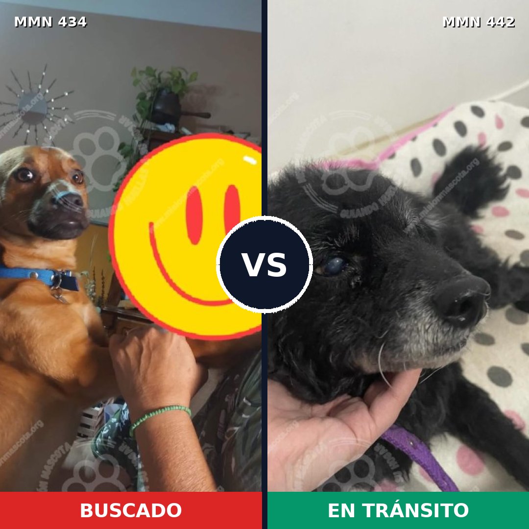 Comparativa MMS 7995: mascota perdida y mascota encontrada, 63% de similitud