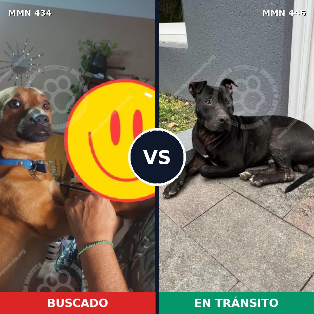 Comparativa MMS 7996: mascota perdida y mascota encontrada, 77% de similitud