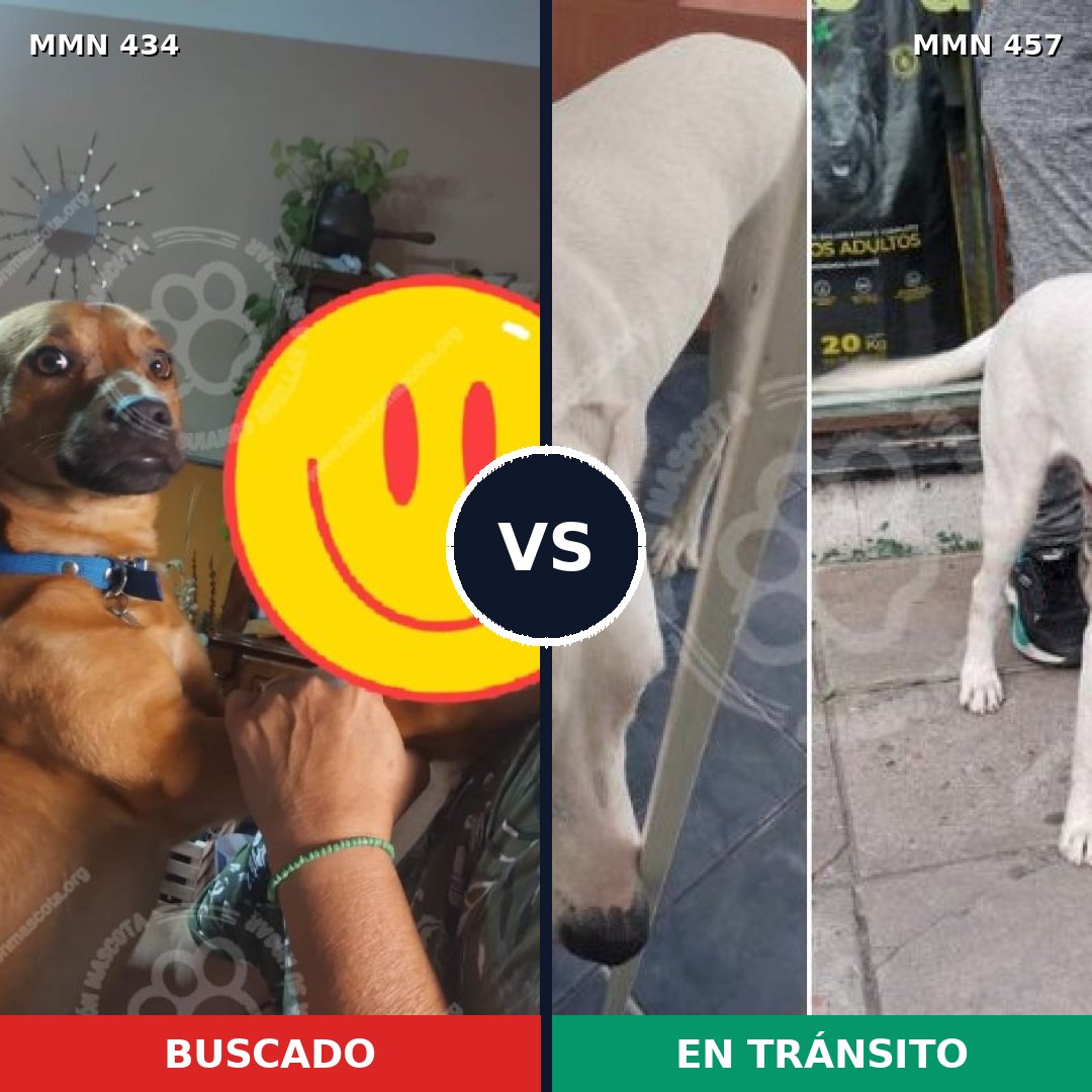Comparativa MMS 7997: mascota perdida y mascota encontrada, 51% de similitud