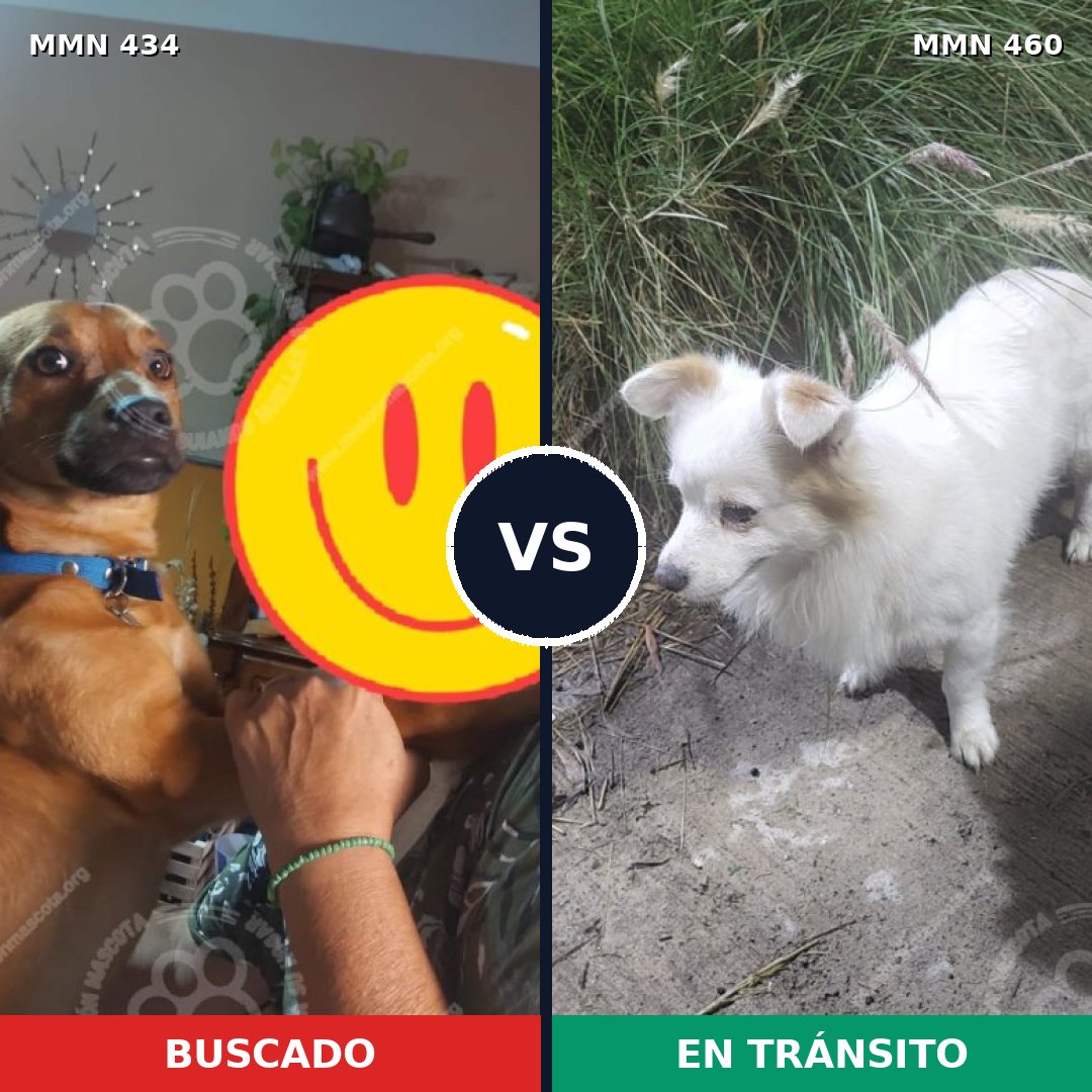 Comparativa MMS 7998: mascota perdida y mascota encontrada, 59% de similitud
