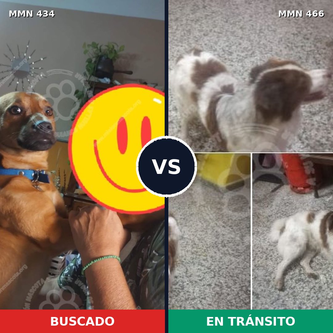 Comparativa MMS 7999: mascota perdida y mascota encontrada, 59% de similitud