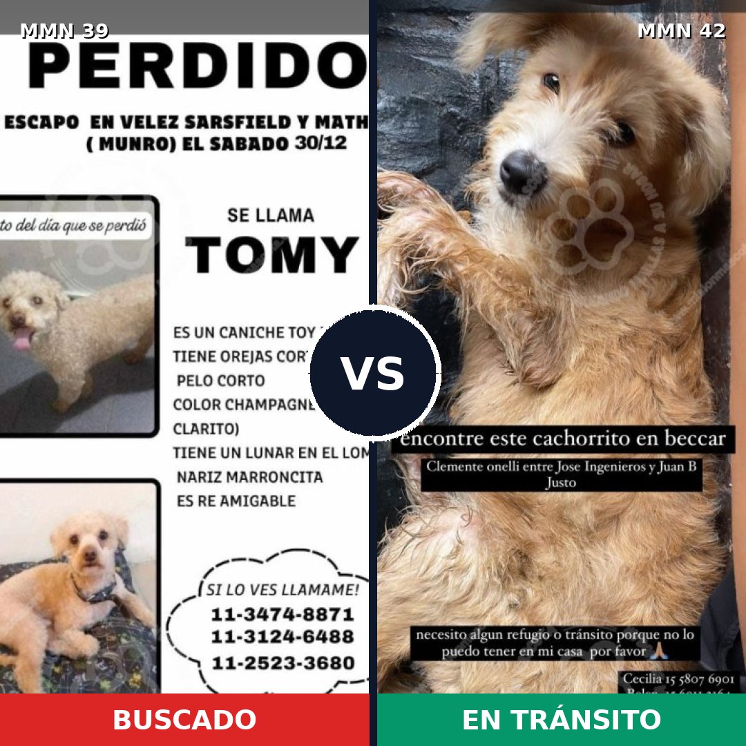 Comparativa MMS 8: mascota perdida y mascota encontrada, 30% de similitud