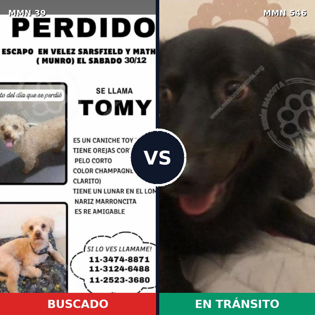 Comparativa MMS 80: mascota perdida y mascota encontrada, 36% de similitud