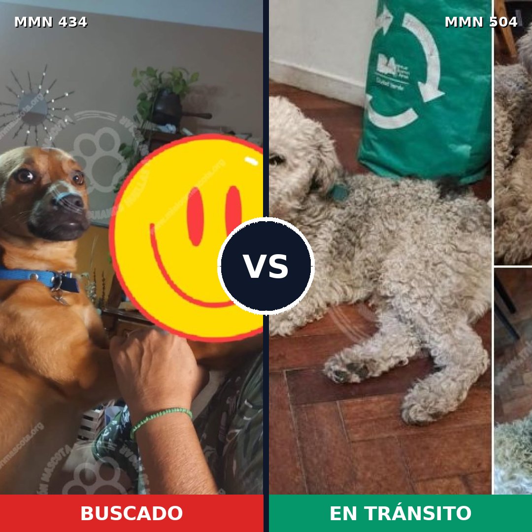 Comparativa MMS 8001: mascota perdida y mascota encontrada, 59% de similitud