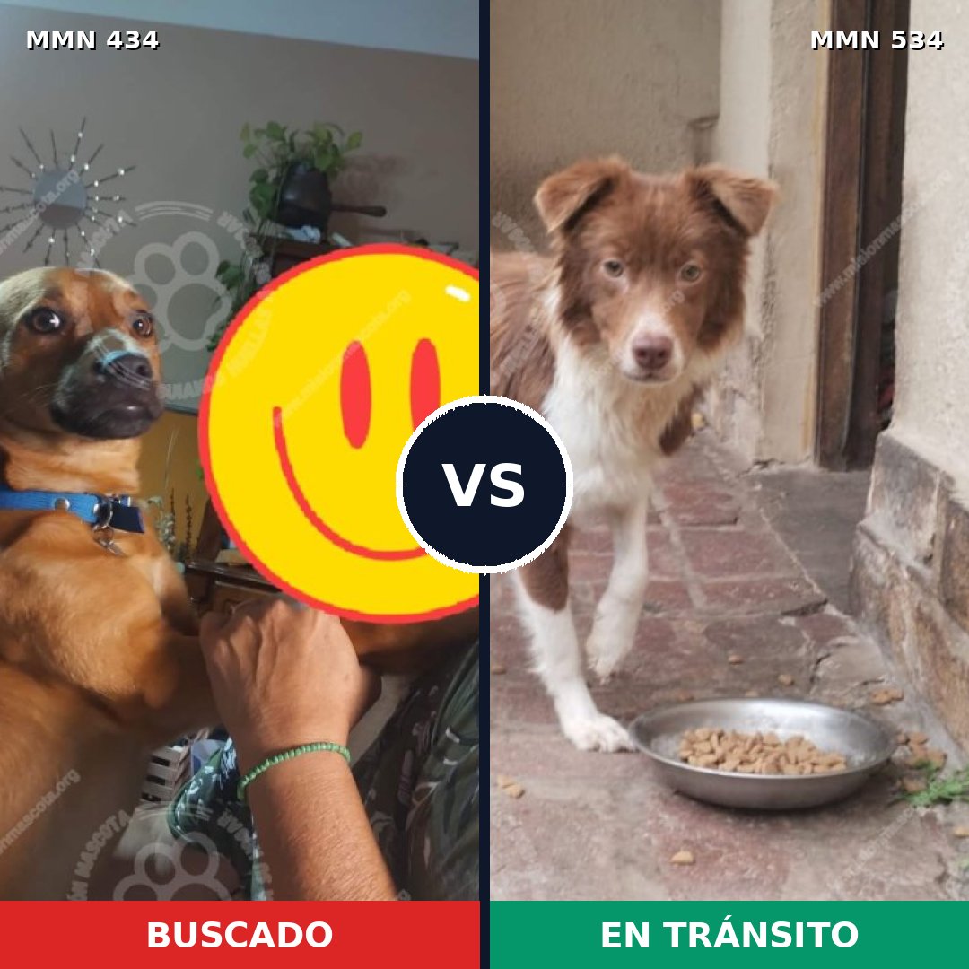 Comparativa MMS 8003: mascota perdida y mascota encontrada, 65% de similitud