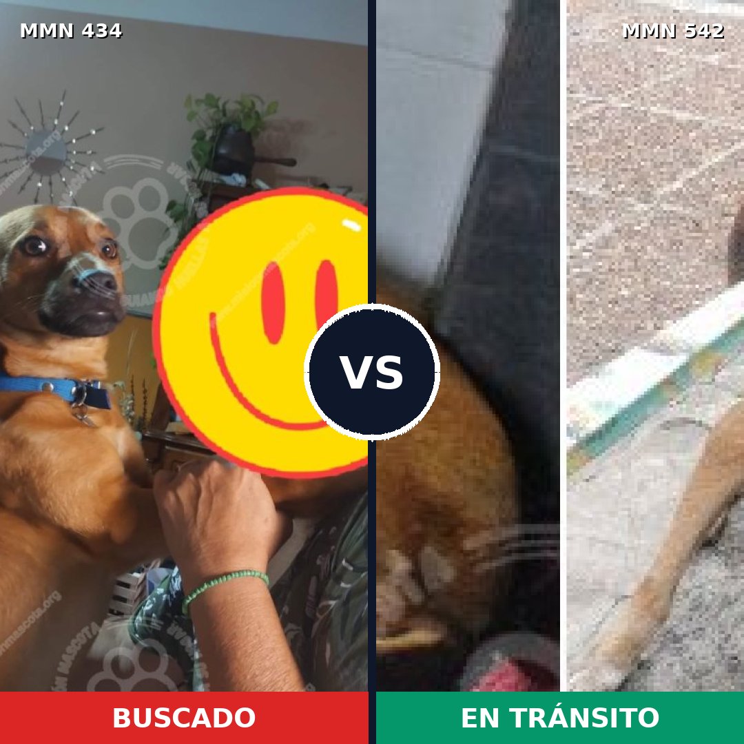 Comparativa MMS 8004: mascota perdida y mascota encontrada, 53% de similitud