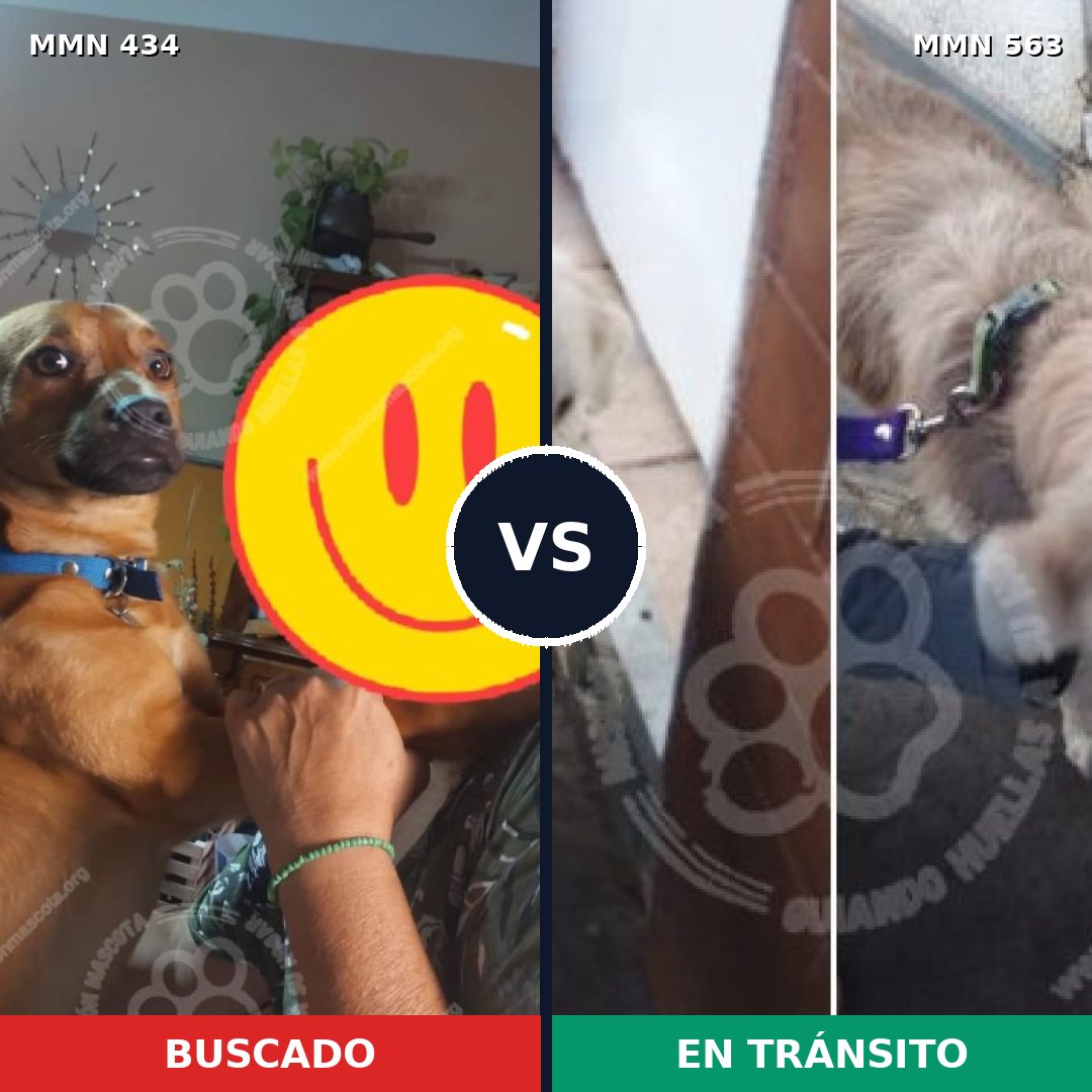 Comparativa MMS 8006: mascota perdida y mascota encontrada, 57% de similitud
