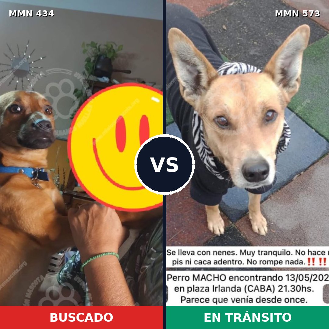 Comparativa MMS 8007: mascota perdida y mascota encontrada, 71% de similitud