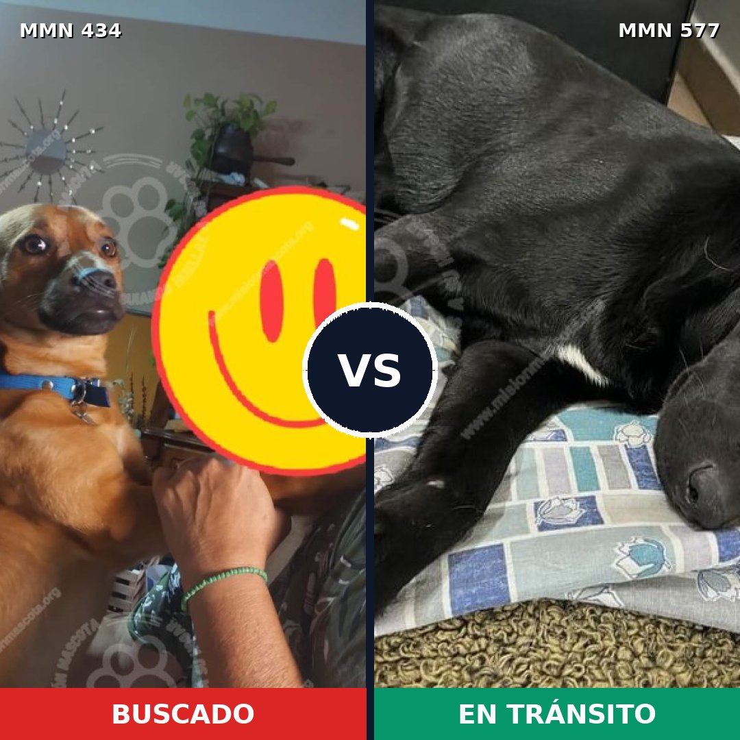 Comparativa MMS 8008: mascota perdida y mascota encontrada, 74% de similitud