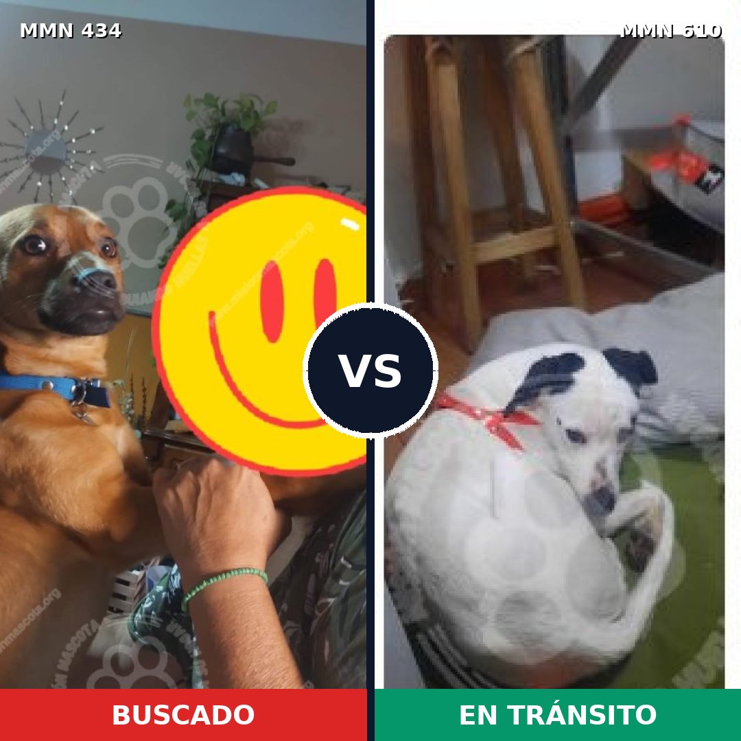 Comparativa MMS 8011: mascota perdida y mascota encontrada, 78% de similitud