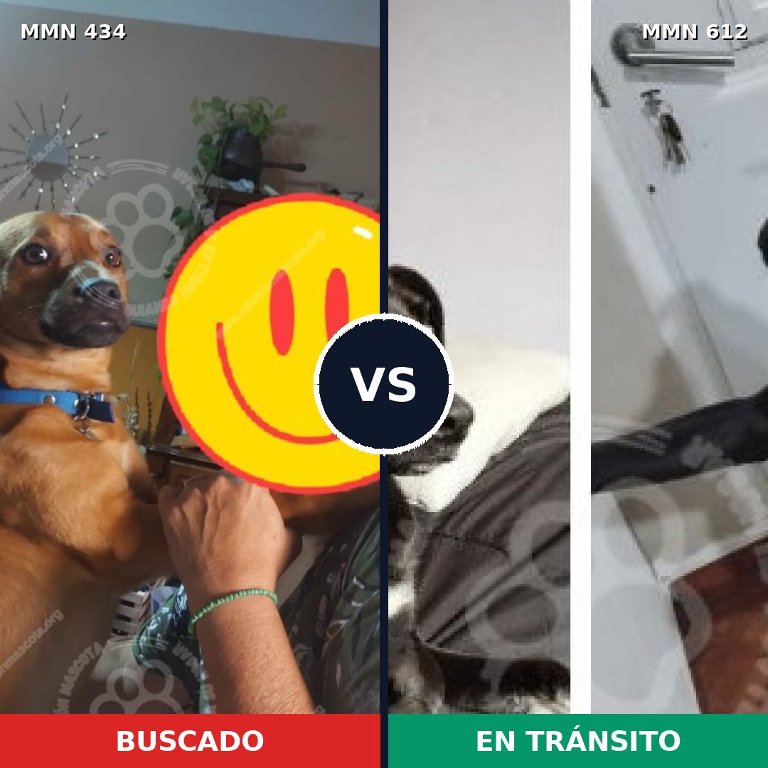 Comparativa MMS 8012: mascota perdida y mascota encontrada, 74% de similitud
