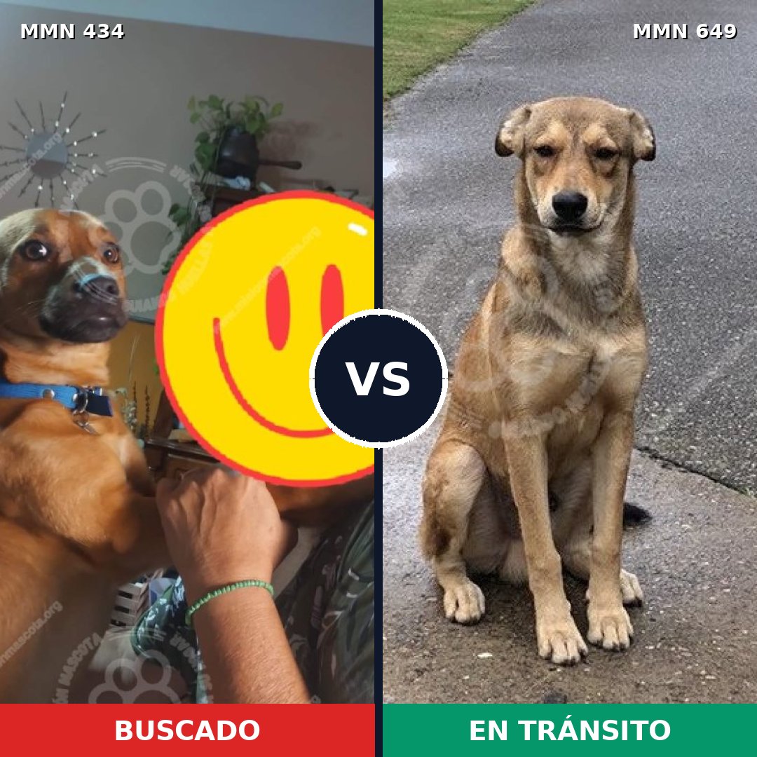Comparativa MMS 8015: mascota perdida y mascota encontrada, 14% de similitud