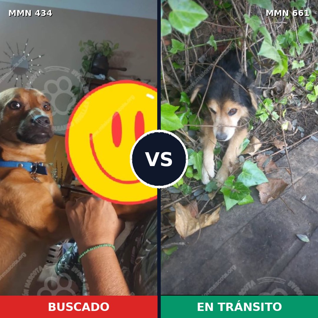 Comparativa MMS 8016: mascota perdida y mascota encontrada, 10% de similitud