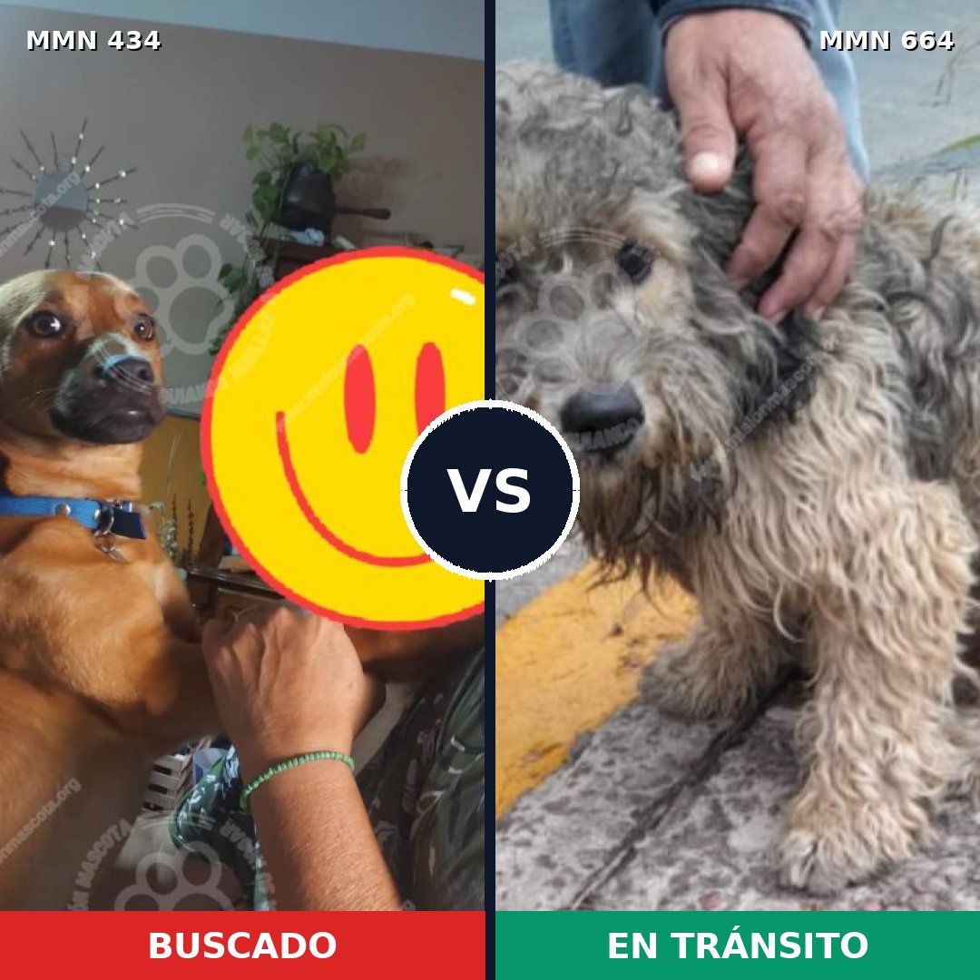 Comparativa MMS 8017: mascota perdida y mascota encontrada, 59% de similitud