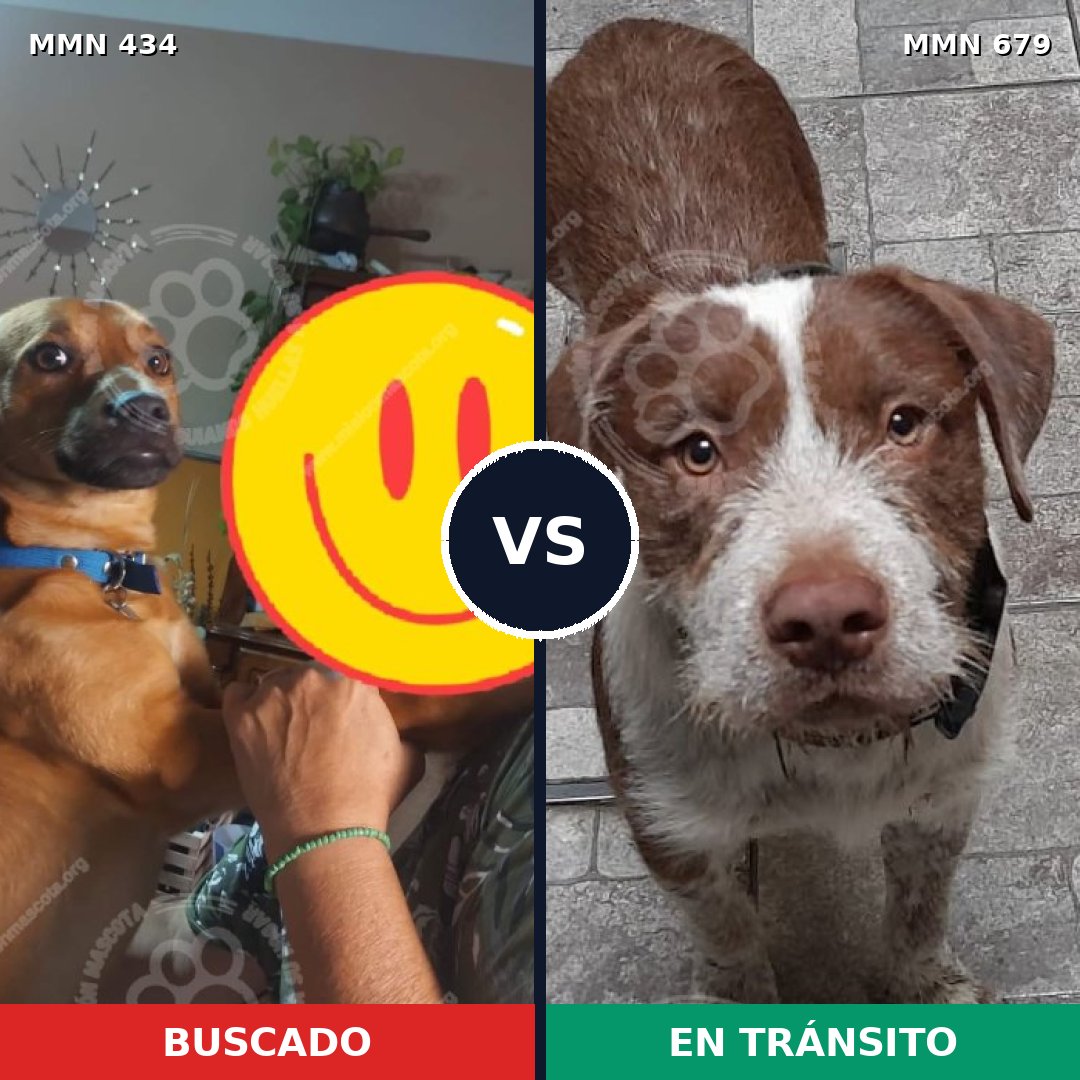 Comparativa MMS 8019: mascota perdida y mascota encontrada, 15% de similitud