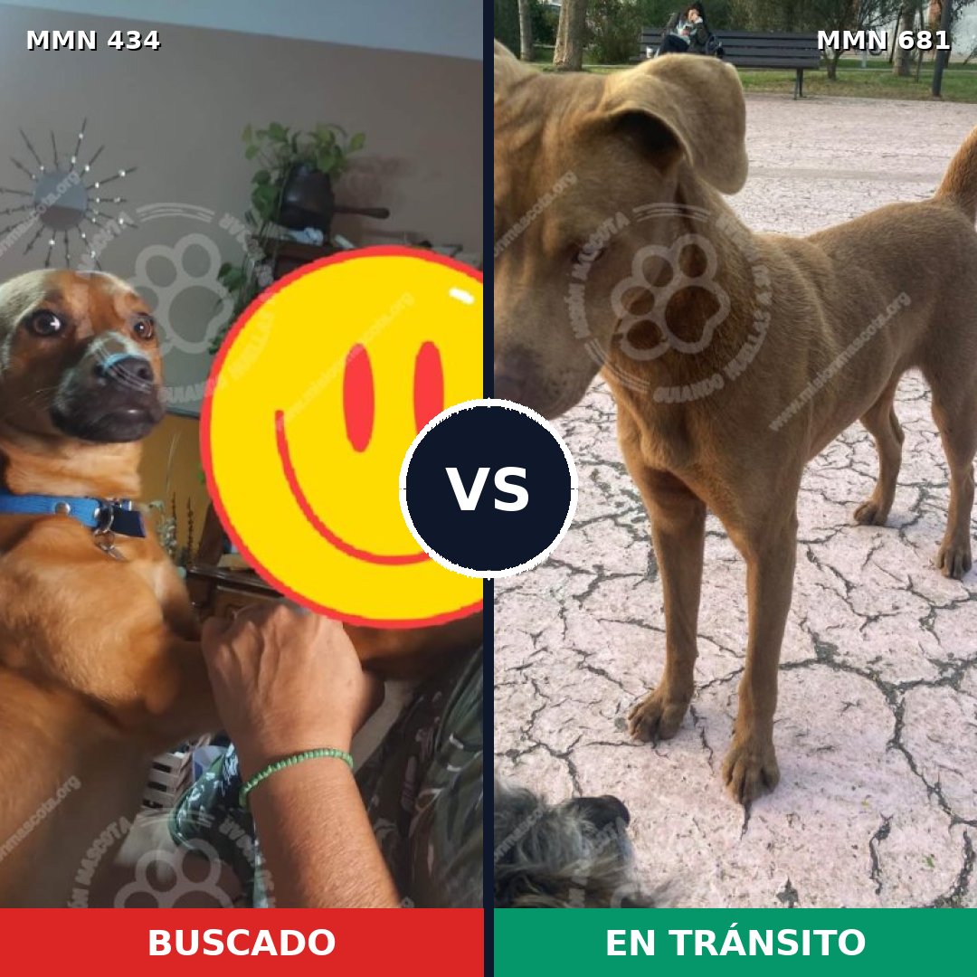 Comparativa MMS 8021: mascota perdida y mascota encontrada, 34% de similitud