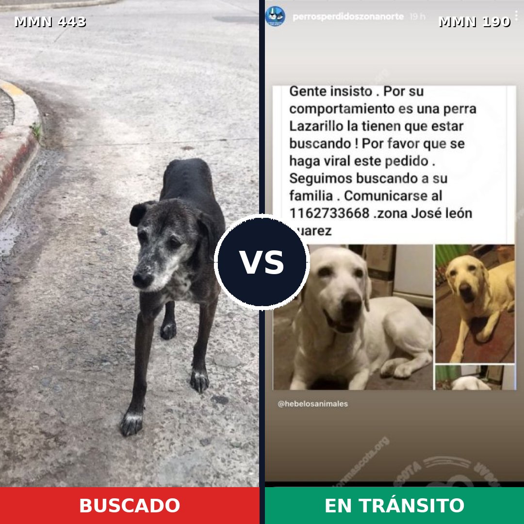 Comparativa MMS 8022: mascota perdida y mascota encontrada, 11% de similitud