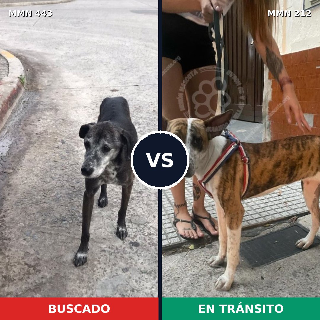 Comparativa MMS 8023: mascota perdida y mascota encontrada, 53% de similitud