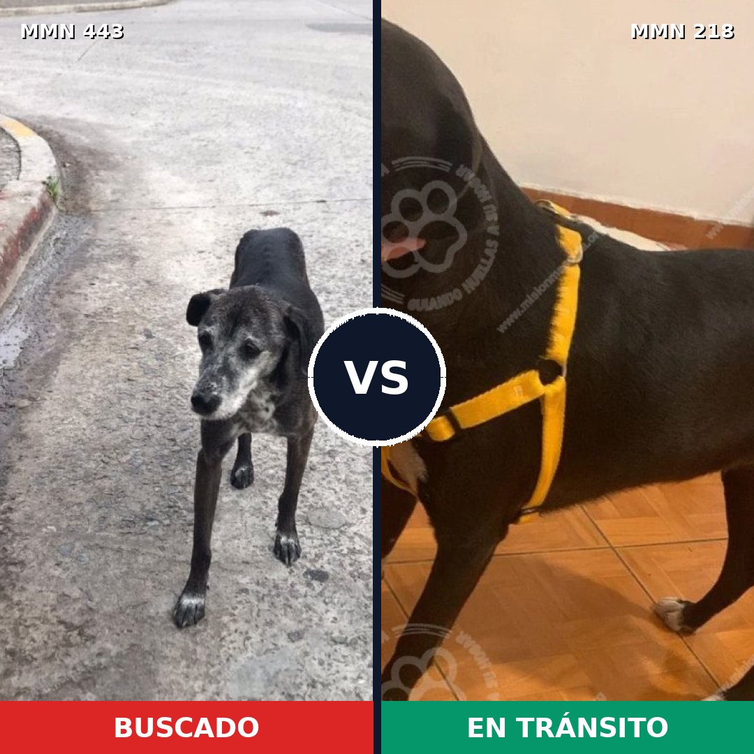 Comparativa MMS 8024: mascota perdida y mascota encontrada, 84% de similitud