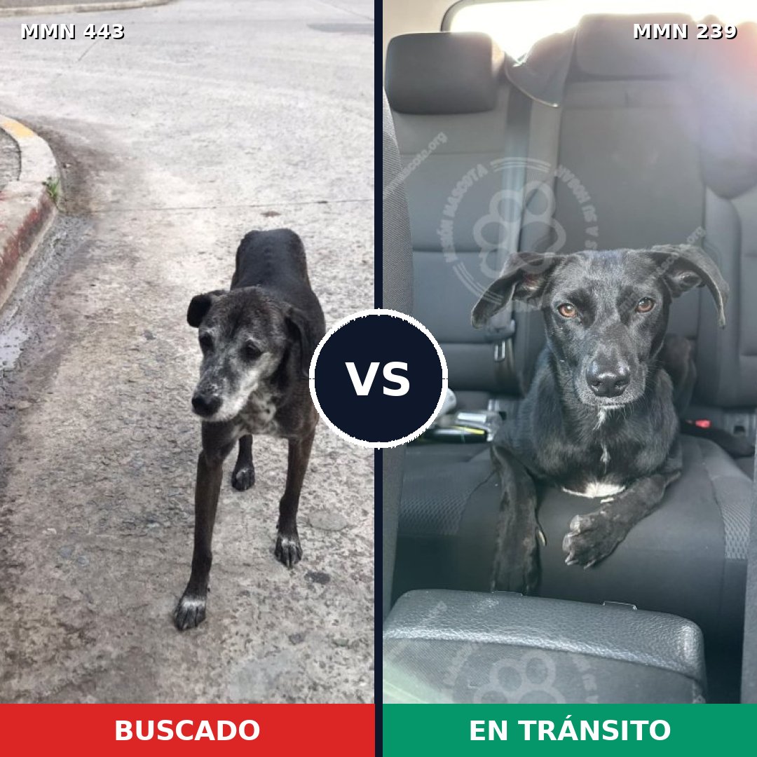 Comparativa MMS 8027: mascota perdida y mascota encontrada, 80% de similitud