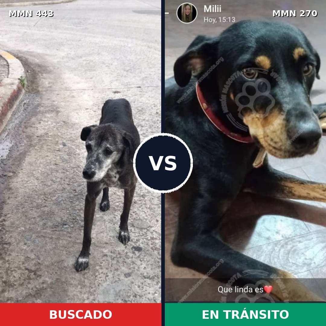 Comparativa MMS 8028: mascota perdida y mascota encontrada, 66% de similitud
