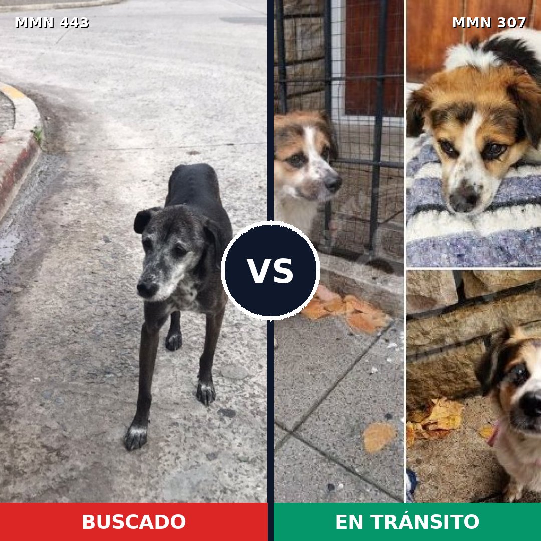 Comparativa MMS 8030: mascota perdida y mascota encontrada, 67% de similitud