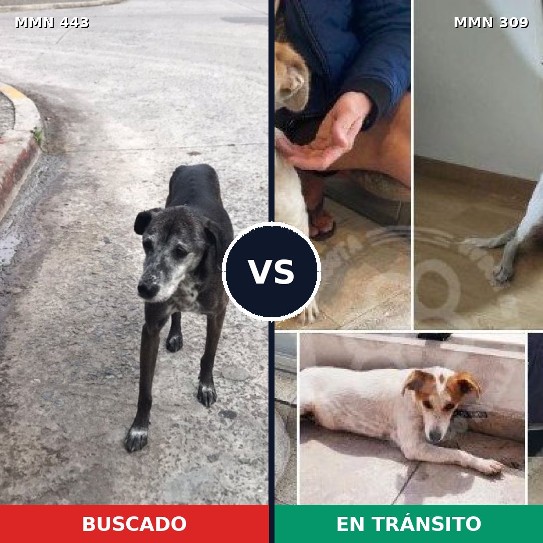 Comparativa MMS 8031: mascota perdida y mascota encontrada, 73% de similitud