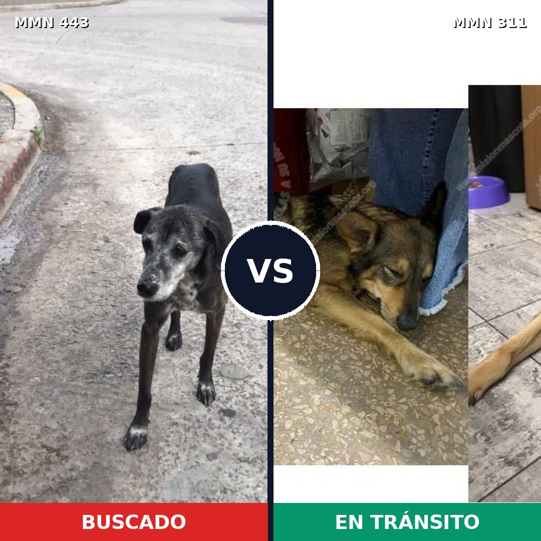 Comparativa MMS 8032: mascota perdida y mascota encontrada, 60% de similitud