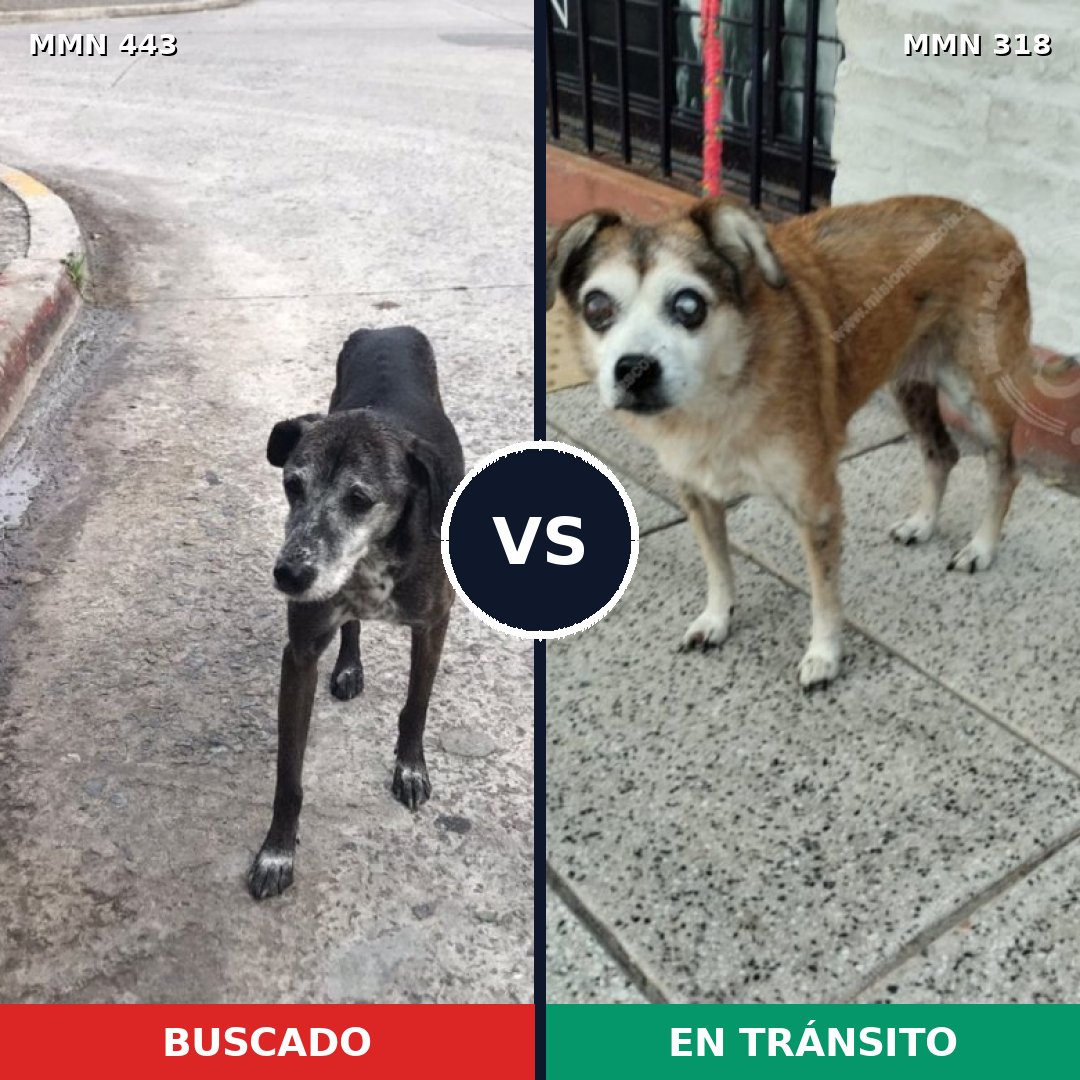Comparativa MMS 8033: mascota perdida y mascota encontrada, 31% de similitud