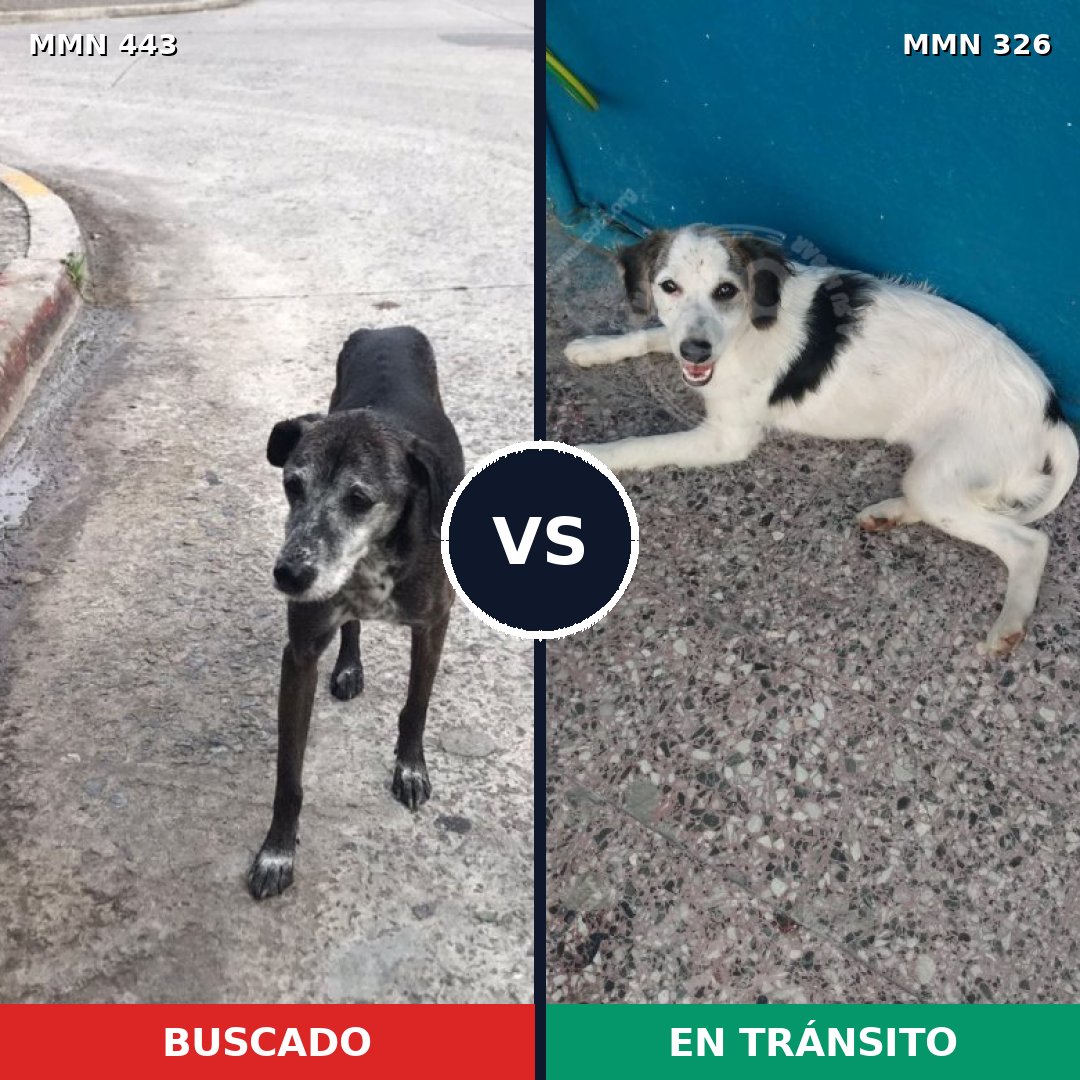 Comparativa MMS 8035: mascota perdida y mascota encontrada, 79% de similitud