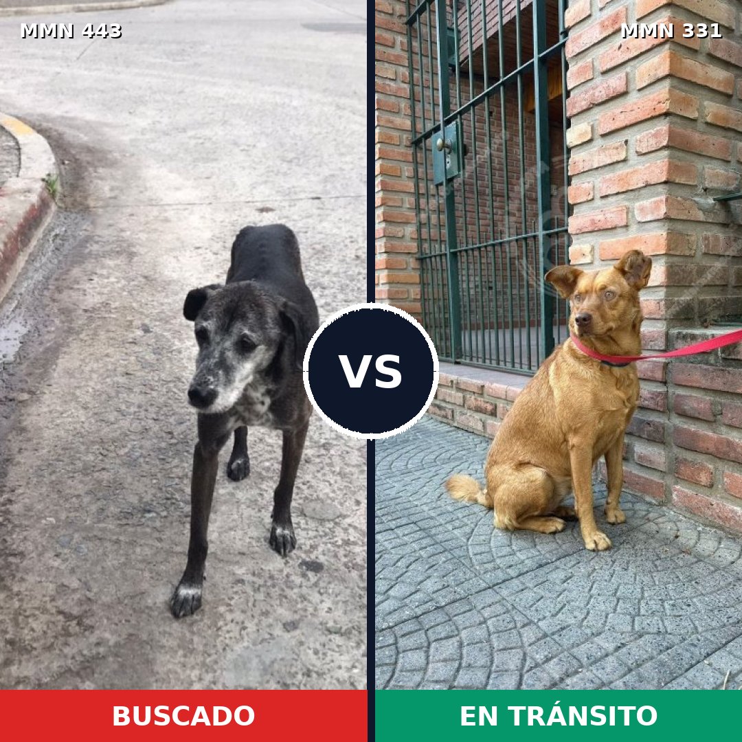 Comparativa MMS 8036: mascota perdida y mascota encontrada, 57% de similitud
