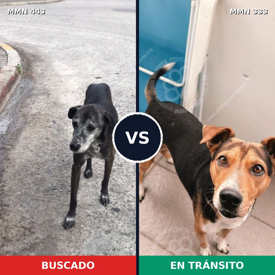 Comparativa MMS 8037: mascota perdida y mascota encontrada, 66% de similitud