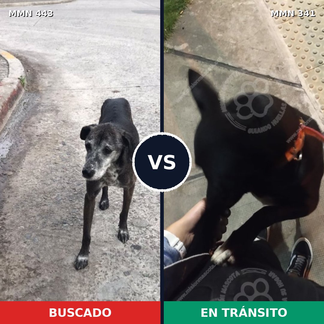 Comparativa MMS 8038: mascota perdida y mascota encontrada, 76% de similitud