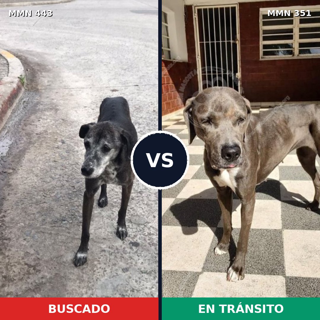 Comparativa MMS 8039: mascota perdida y mascota encontrada, 34% de similitud