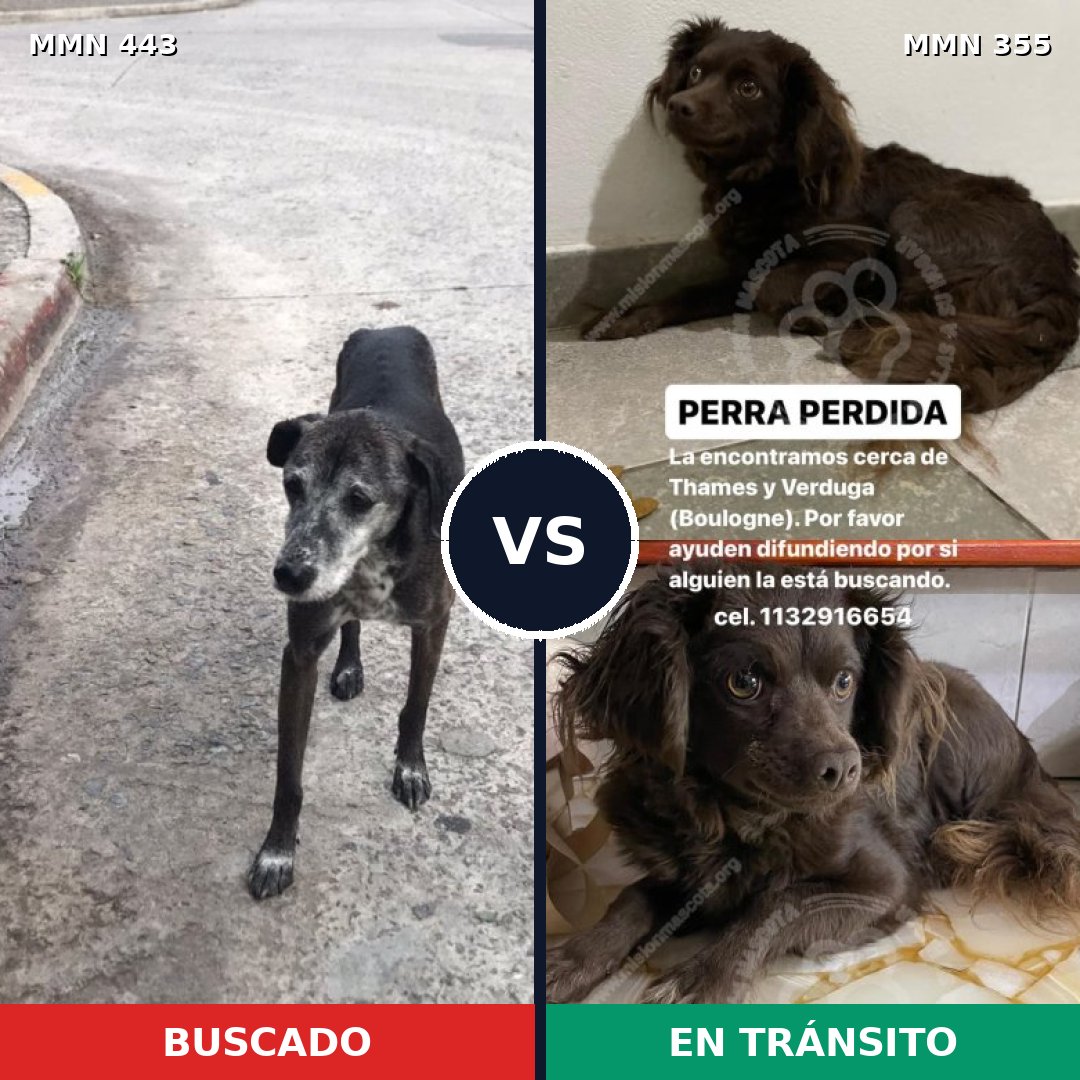 Comparativa MMS 8040: mascota perdida y mascota encontrada, 53% de similitud