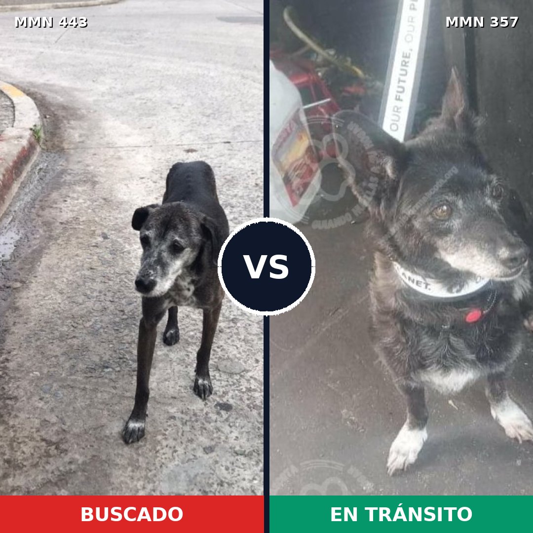 Comparativa MMS 8041: mascota perdida y mascota encontrada, 95% de similitud