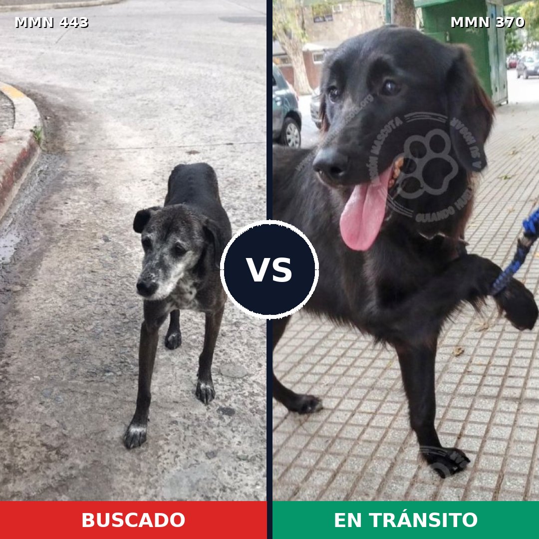 Comparativa MMS 8042: mascota perdida y mascota encontrada, 73% de similitud