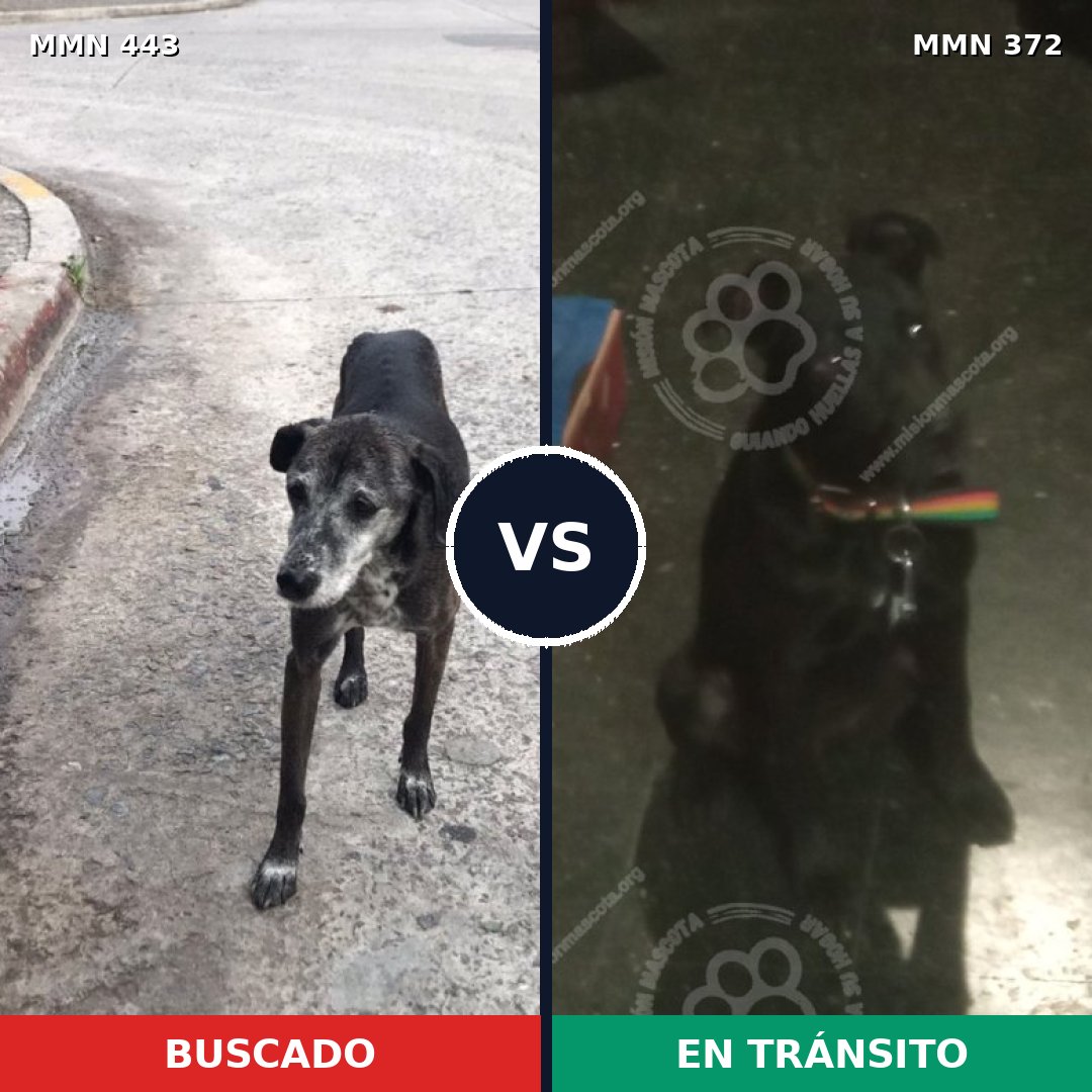 Comparativa MMS 8043: mascota perdida y mascota encontrada, 97% de similitud