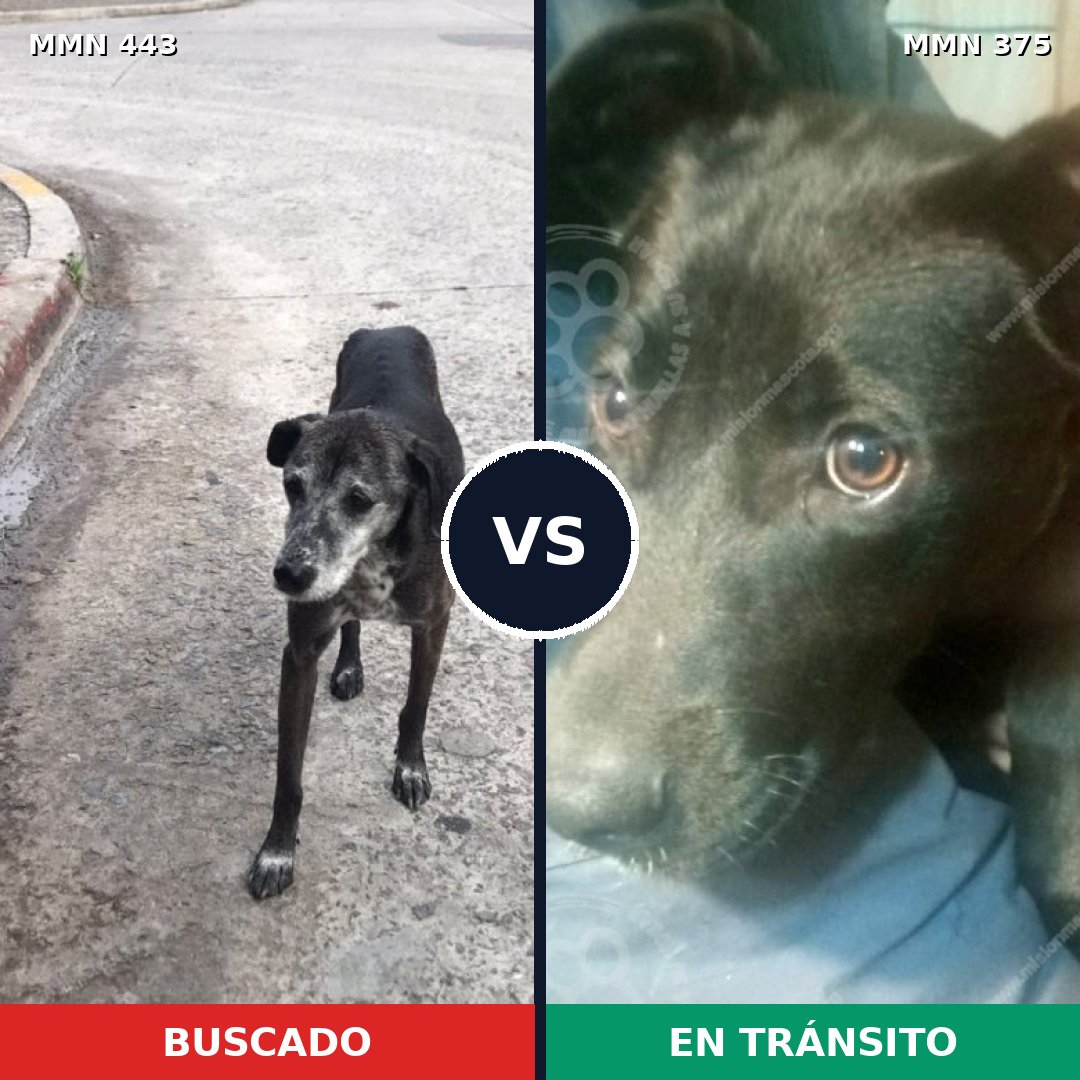Comparativa MMS 8044: mascota perdida y mascota encontrada, 76% de similitud